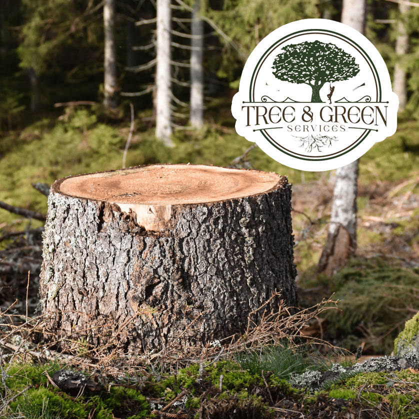 Tree removal auburn al